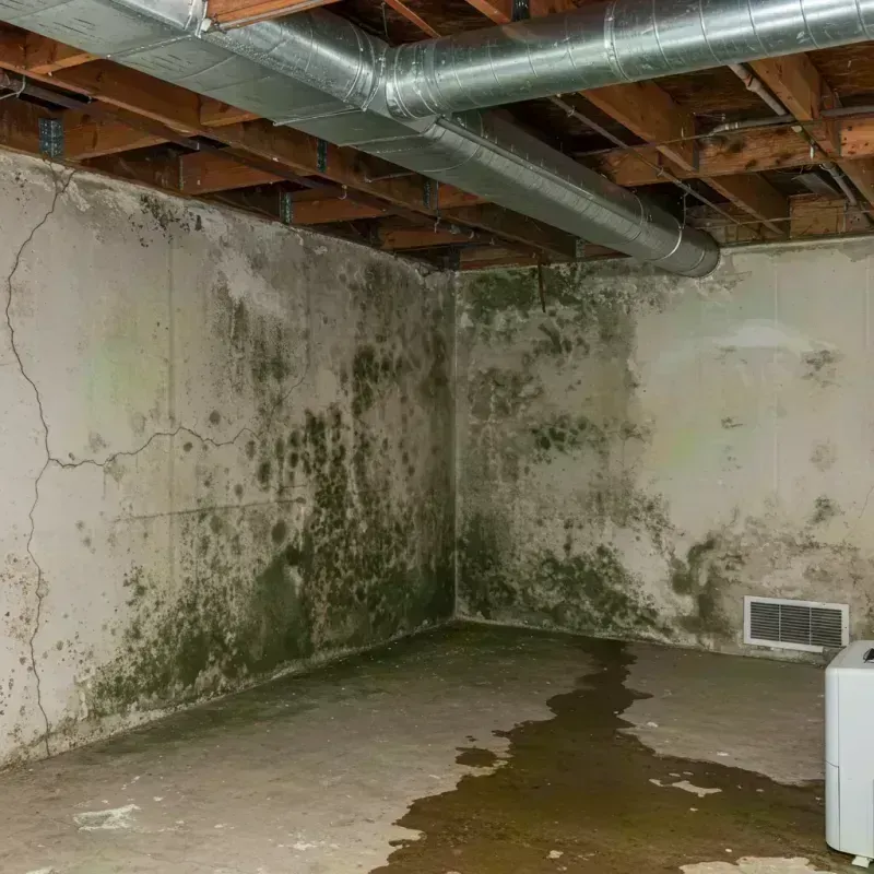 Professional Mold Removal in Moline Acres, MO